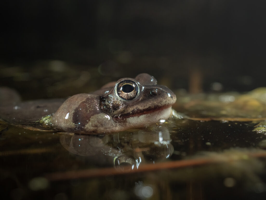 エゾアカガエル 北海道の生命ビジュアル図鑑