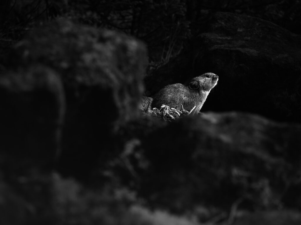 北海道のエゾナキウサギ 撮影：高橋レオ