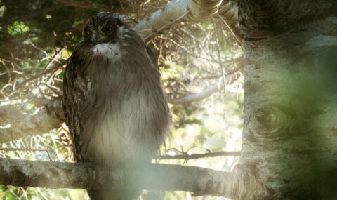 北海道、知床のシマフクロウの写真