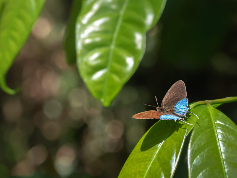 海外の生き物は種名がわからない?そんな時にオススメの「iNaturalist」